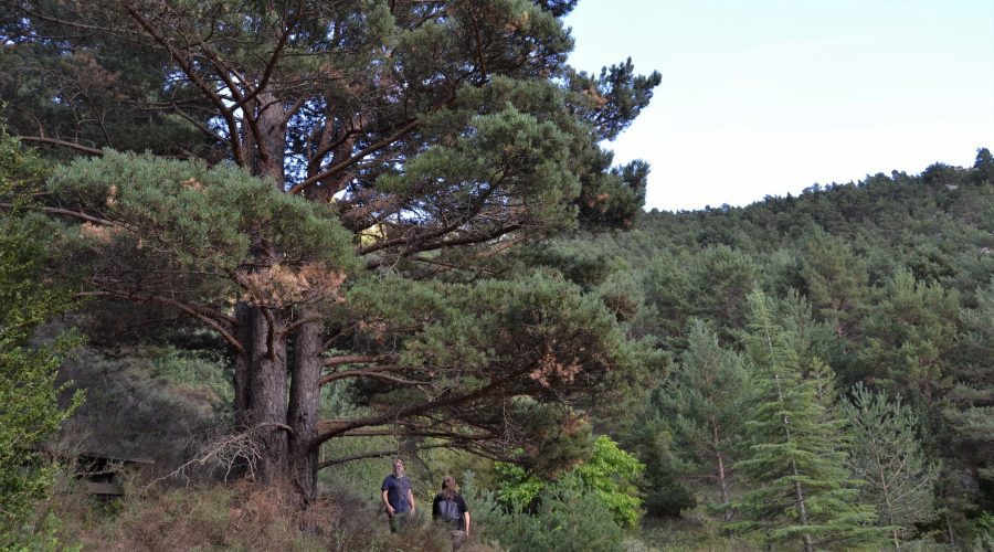 Banys de bosc al Solsonès